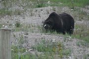 137 - Banff,Lake Louise,Morraine Lake  - IMG_0822
